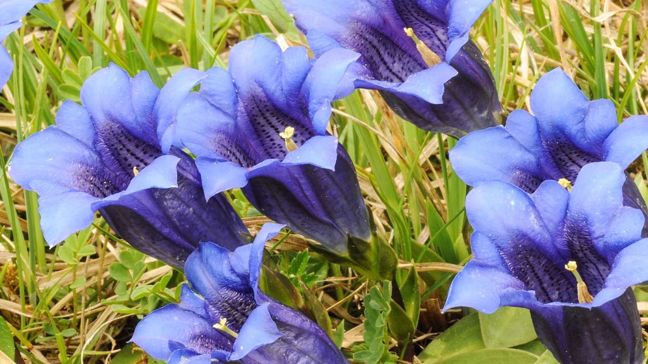 «fabigi Bluemepracht»